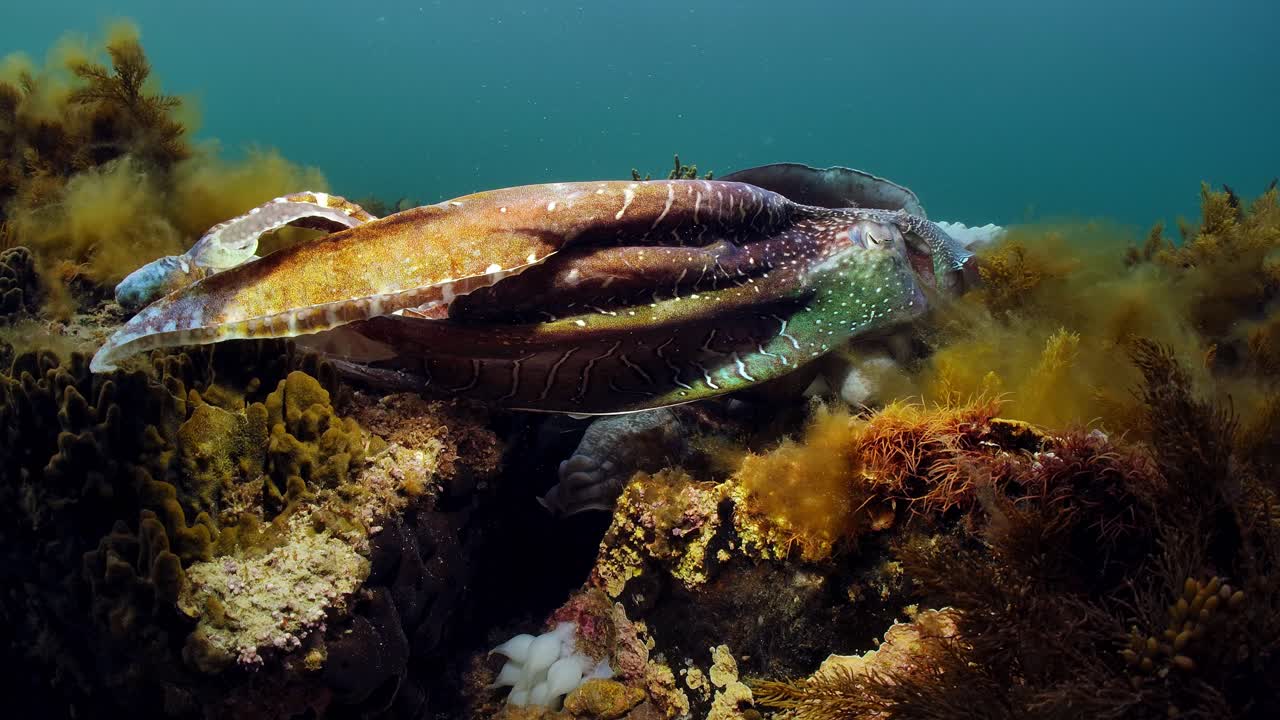 Seppia gigante australiana Sepia apama: migrazione a Whyalla, Australia Meridionale. Slow motion 4K, accoppiamento, deposizione delle uova, combattimento, aggregazione, sott'acqua.