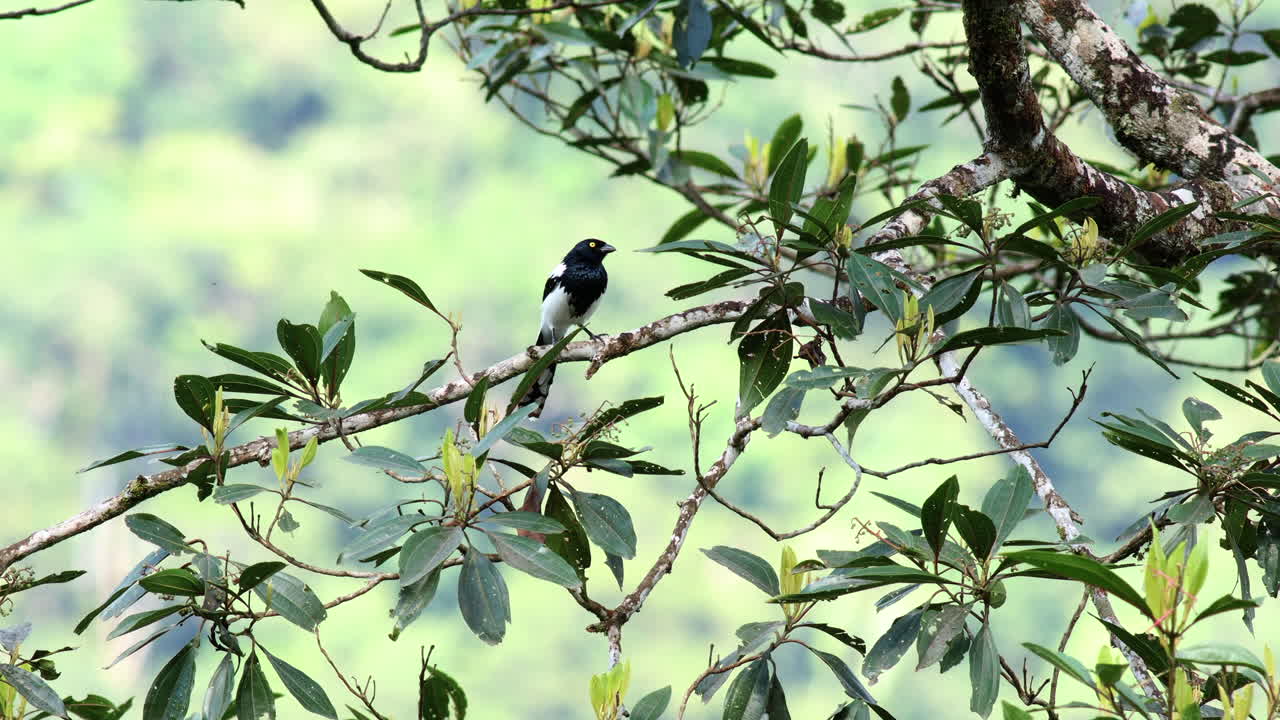 아름다운 다채로운 파라다이스, 이국적인 열대우림, 정글, 낮빛, 마디디 공원, 사디리 롯지