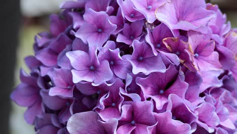 close-up of vibrant purple hydrangea flowers