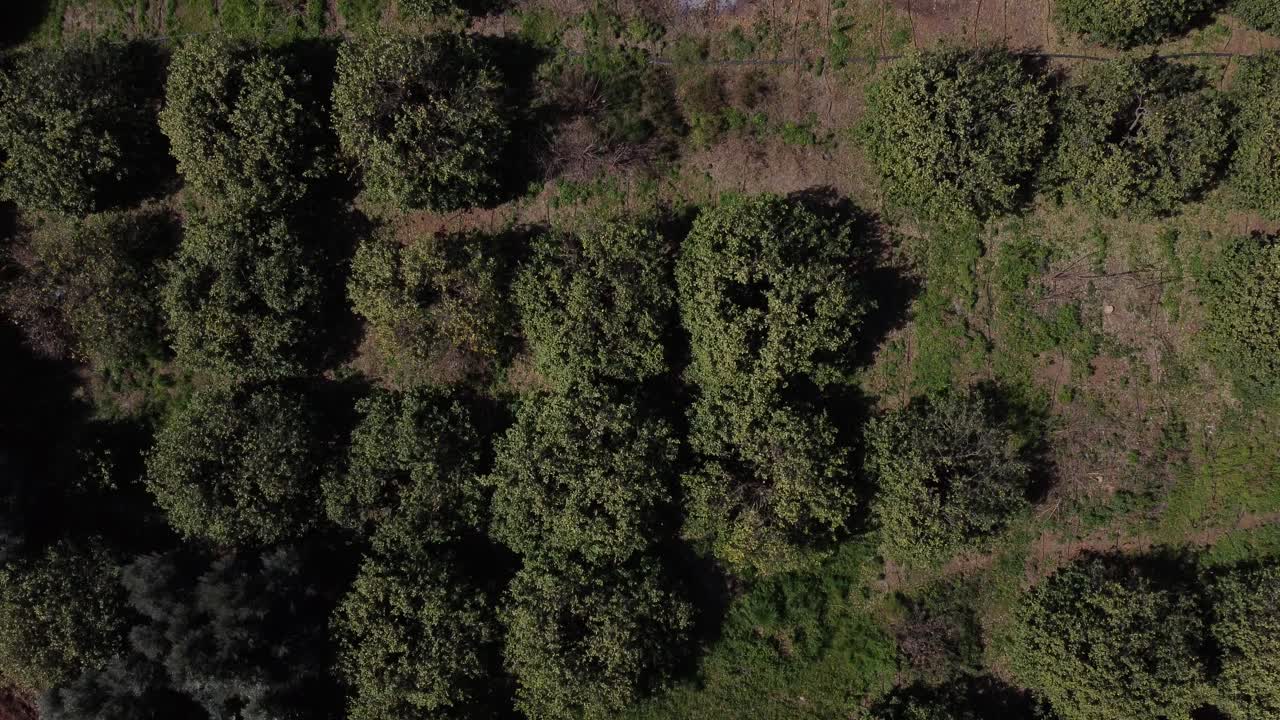 Drone View Of Fruit Trees