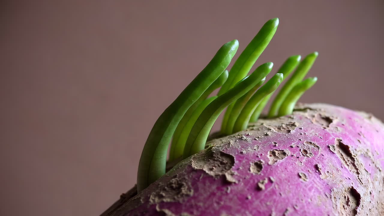 Green Sprouts Emerging from a Purple Root Vegetable