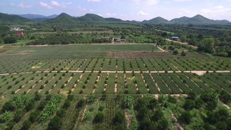 Granja-De-Piña-En-Tailandia-Toma-Aérea-En-Dji-Pt4