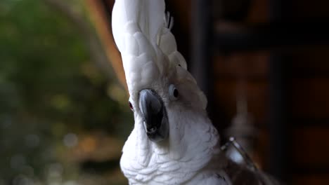 a white cockatoo extending his head crest while sitting on a person's shoulder