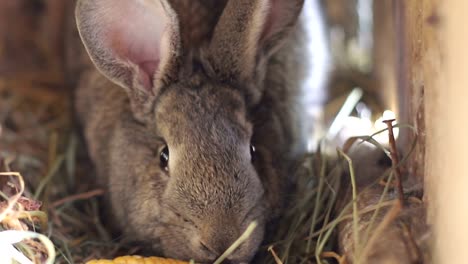 big gray rabbit in cage slow motion