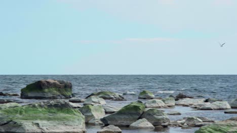 seagull flying in slowmotion above the sea