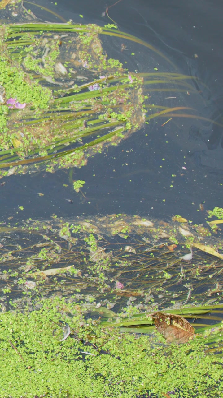 Green duckweed and aquatic vegetation drift on polluted river water, sunlight highlights floating debris
