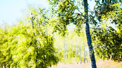 bosque de abedul en los rayos del sol por las mañanas