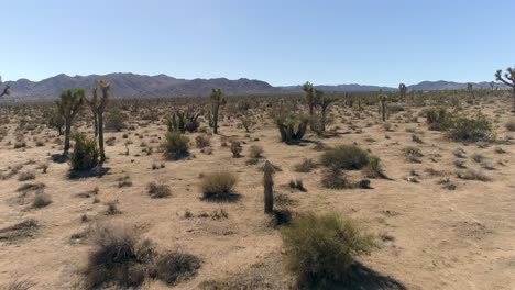 Joshua-Tree-4k-Drone-De-Desierto-Y-Cactus---Tiro-Bajo-Atravesando-Arbustos