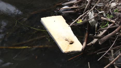 plastic rubbish in river stour near stourbridge