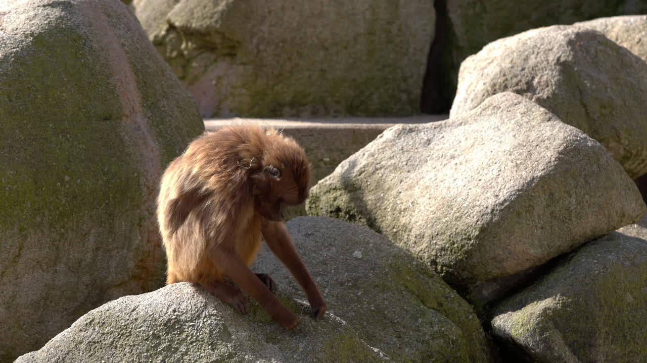 mono sentado en piedra y mirando alrededor del medio ambiente en el zoológico