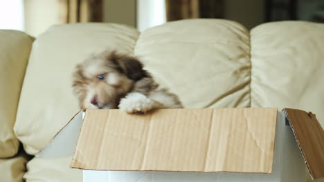 puppies in a box