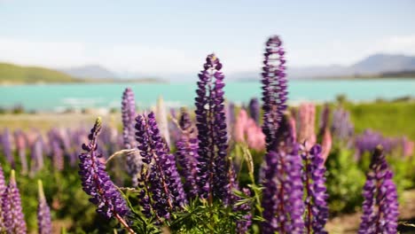 purple lupines on shore of turquoise alpine lake in new zealand