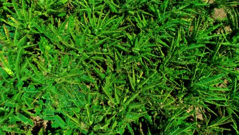 4k-drone-top-down-rotating-shot-of-small-tropical-palm-tree-plantation-in-the-Caribbean