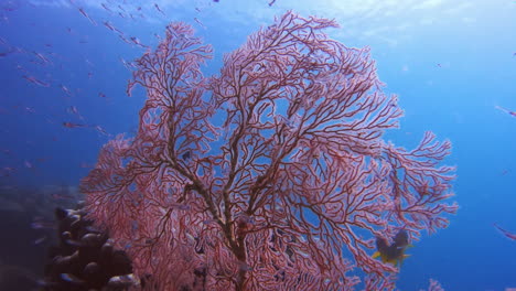 Fische-Schwimmen-Unter-Wasser-Zwischen-Den-Korallen