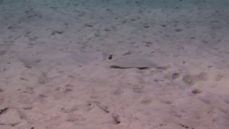 peacock flounder in the sand
