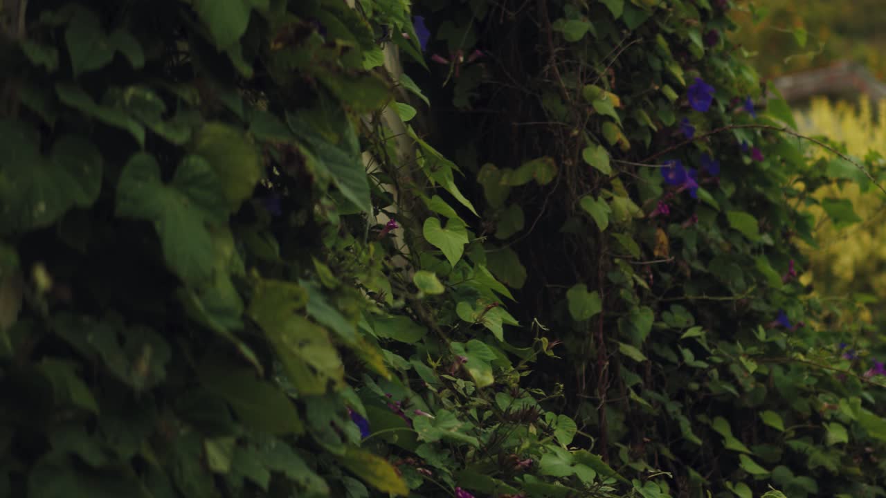 Close view of a climbing plant over a wooden house with a slow pan.