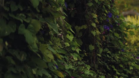 Close view of a climbing plant over a wooden house with a slow pan.