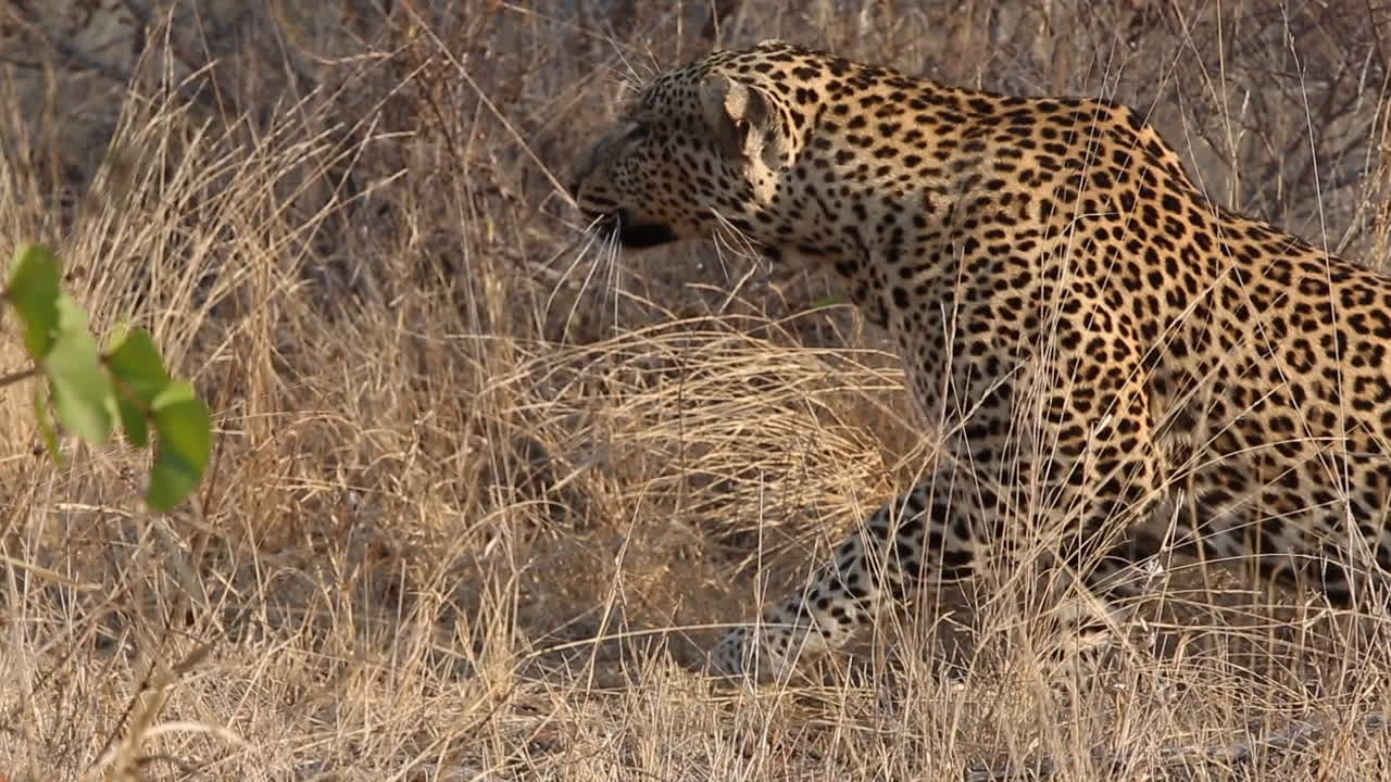 impresionante primer plano de un leopardo macho acechando a su presa a través de la hierba larga y seca para el camuflaje perfecto