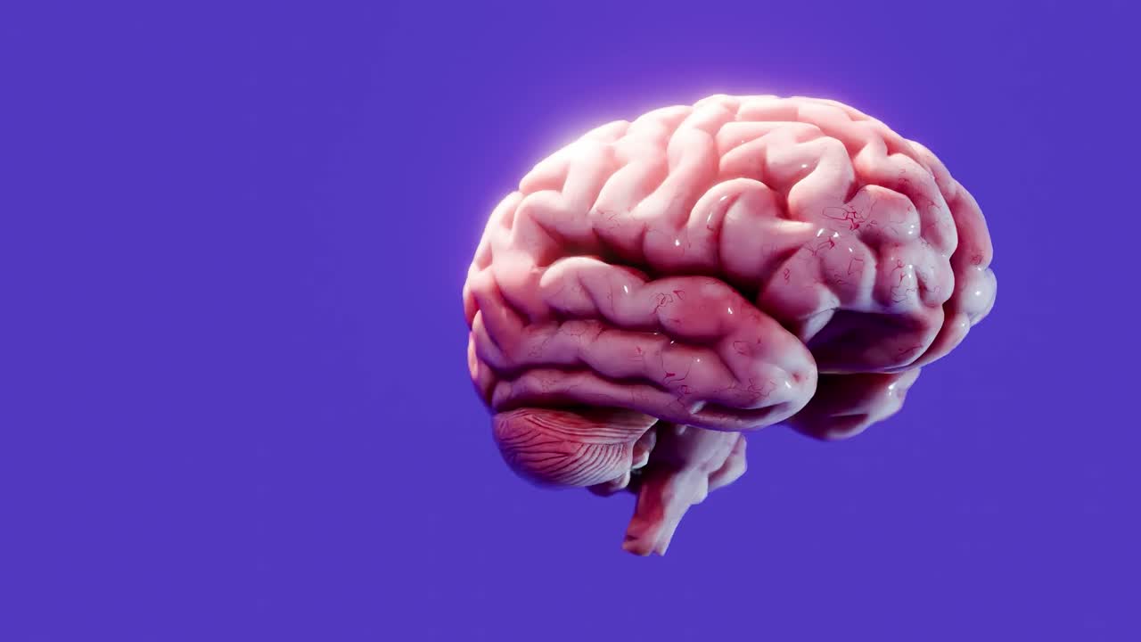 Human brain model with smooth texture isolated on purple background. Scientific anatomical visualization. Artificial intelligence, neuroscience, and cognitive research concept.