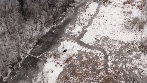 aerial view of a moose eating branches in a icy and snow covered winter landscape. wildlife animals in winter. elk walking near forest in a swampy area.