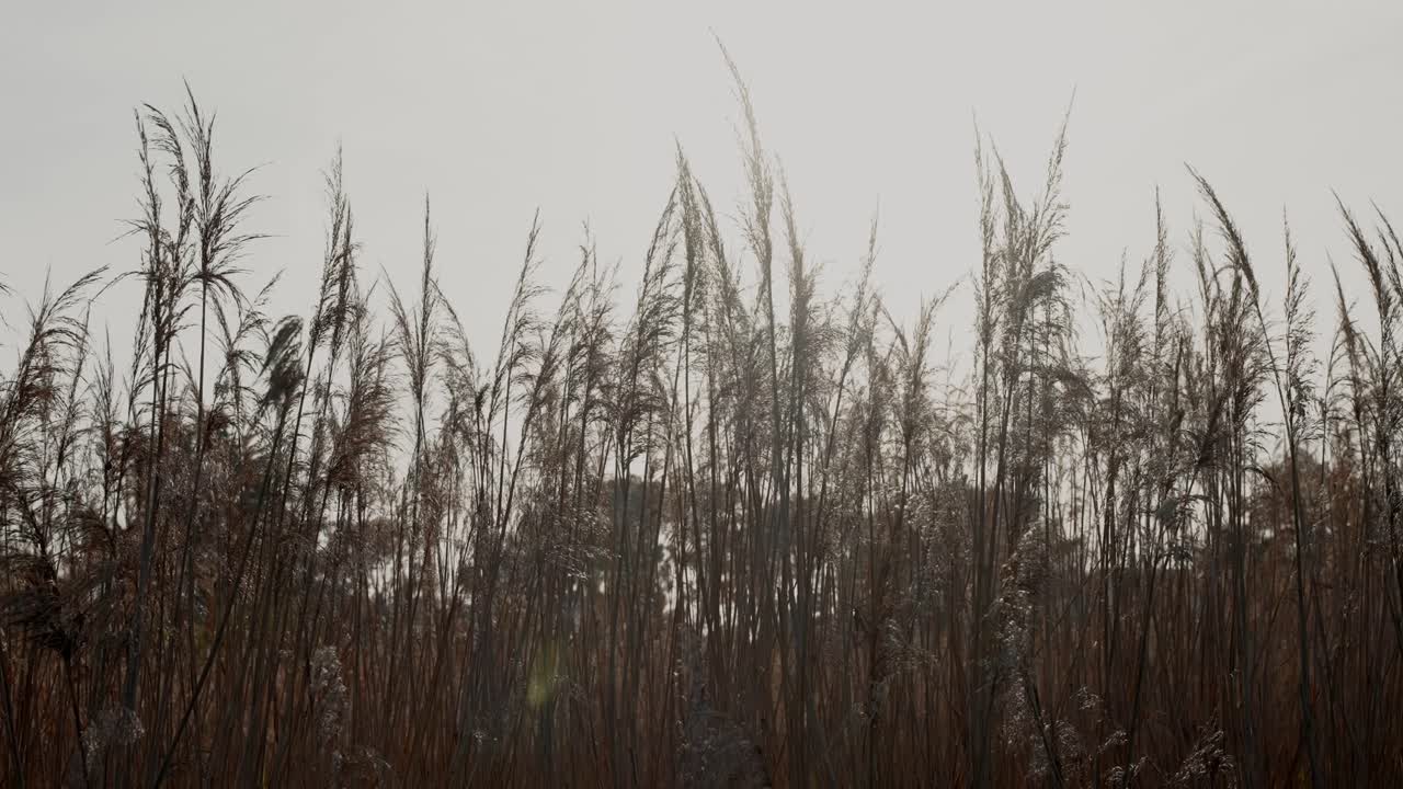 Whispering Reeds on a Windy Golden Day