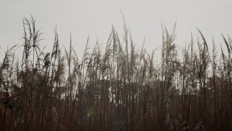 Flüsterndes-Schilf-An-Einem-Windigen,-Goldenen-Tag