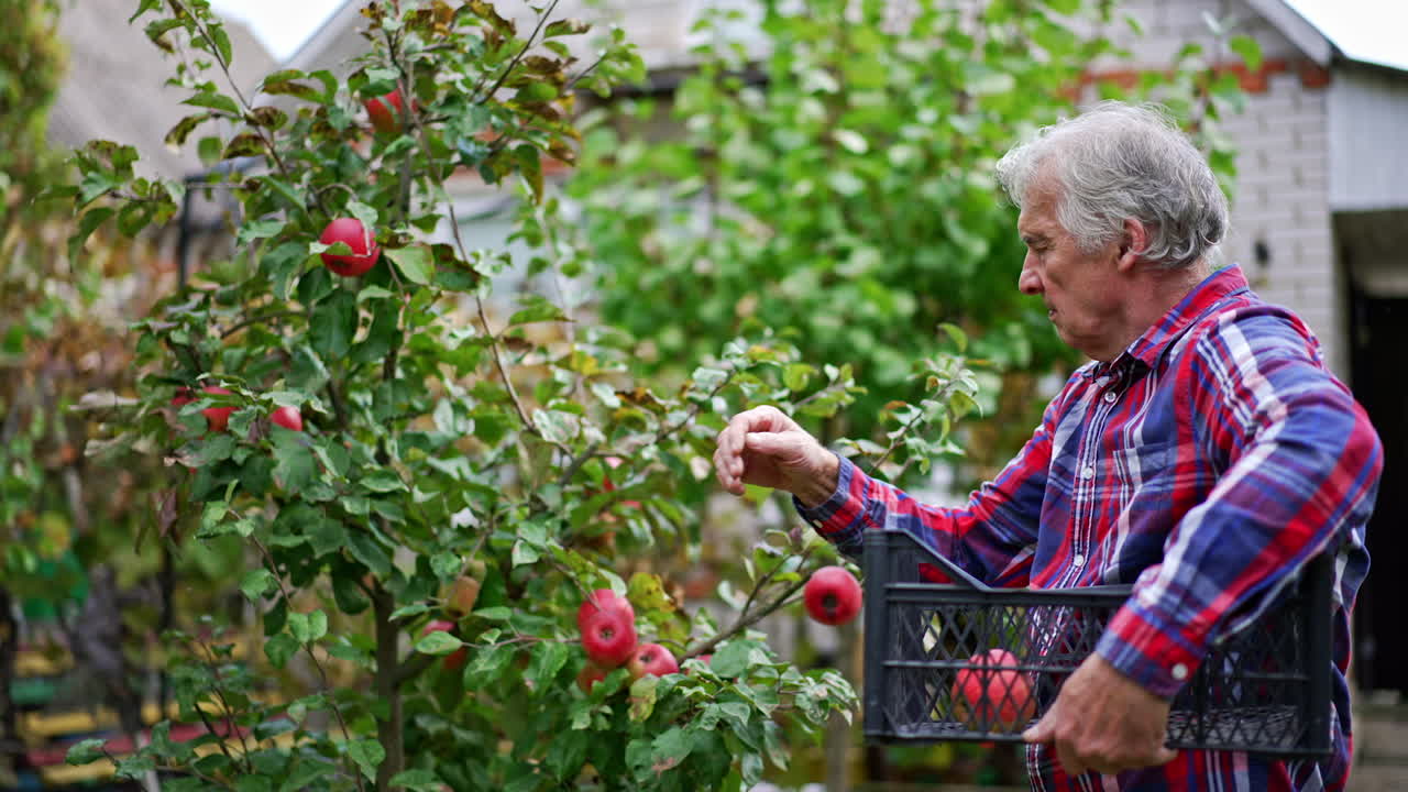 Grey-haired farmer in chequered shirt collects apples from trees into a box he is holding in his arm. Man harvesting fruit in the garden near his house.