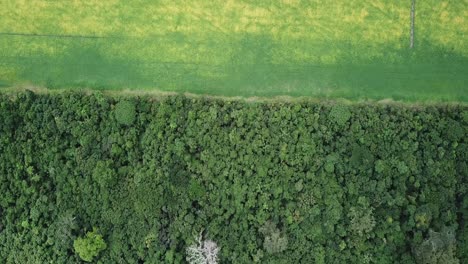 Drone-image-show-line-between-preserved-Amazon-rainforest-and-soybean-fields