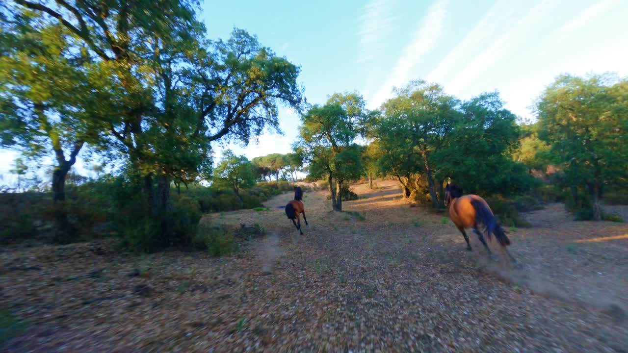 fpv aéreo siguiendo caballos galopando a través de un bosque