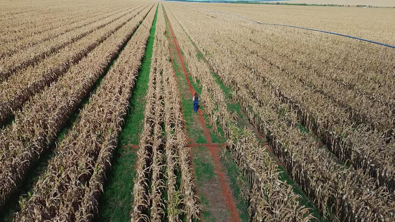 Drone shot of farmer walking along crop rows in large corn plantation
