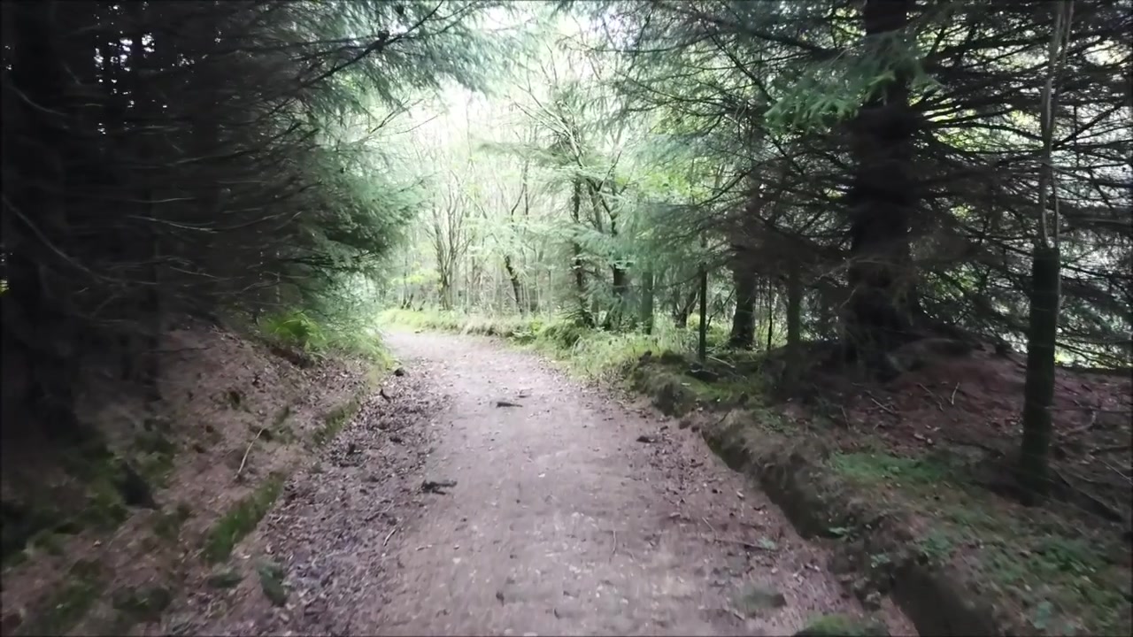 A drone flying around just one of the thousands of forests of the United Kingdom. The forest appearance during autumn-winter time.