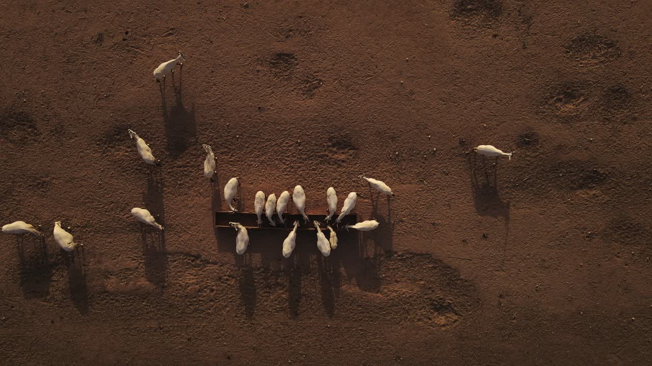 toma aérea descendente sobre un grupo de oryx blanco del sahara hidratándose de un abrevadero