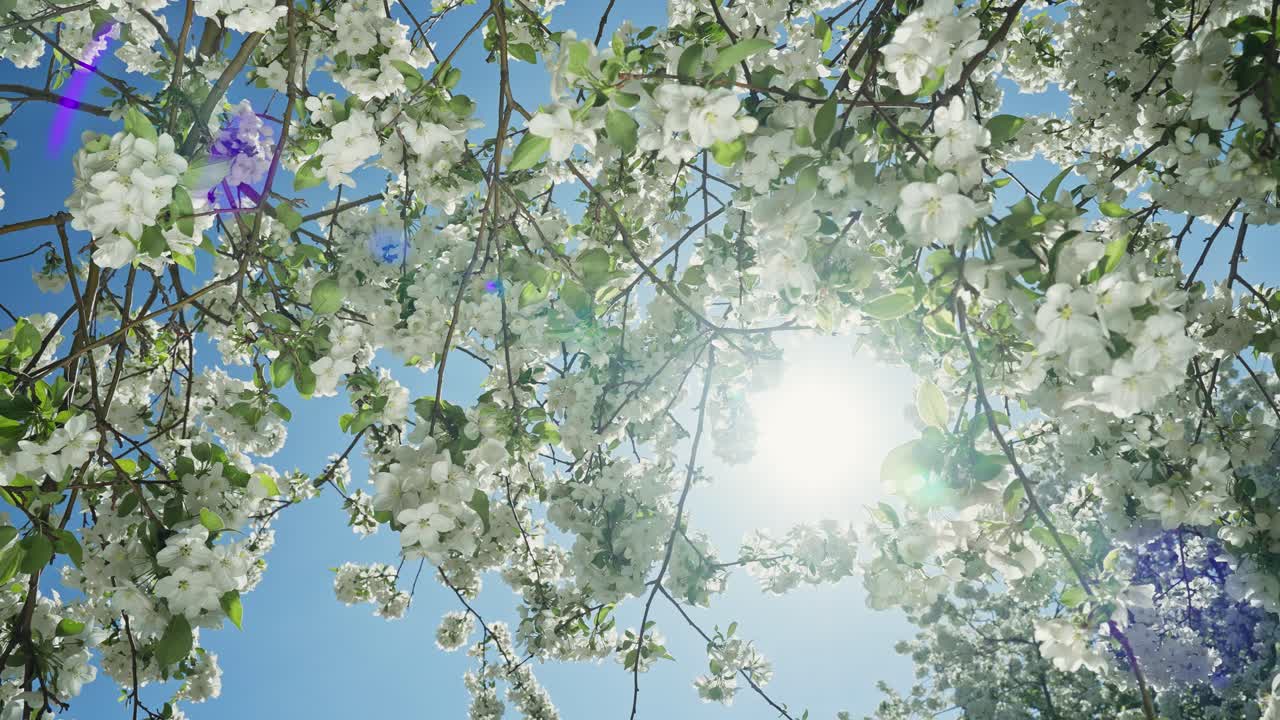 봄에 꽃이 피는 사과나무