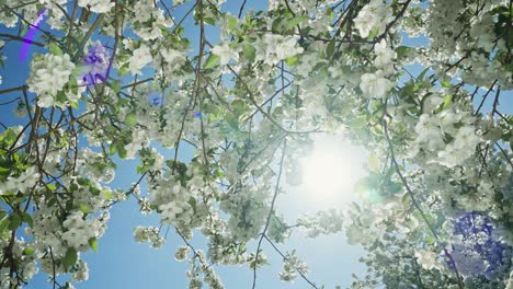 manzanos en flor en primavera