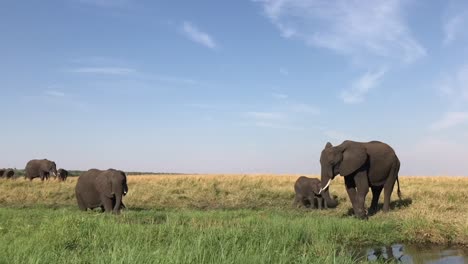 african elephant mother and calf come to the river's edge to drink