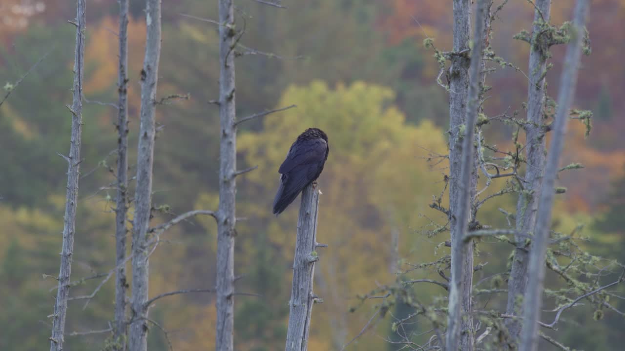 toma en cámara lenta de un cuervo durante el otoño en el parque algonquin
