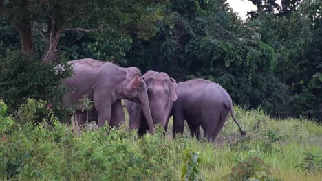 indian elephant, elephas maximus indicus, khao yai national park, thailand