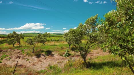 olivos moviéndose con el viento en un día soleado en el campo de nueva zelanda