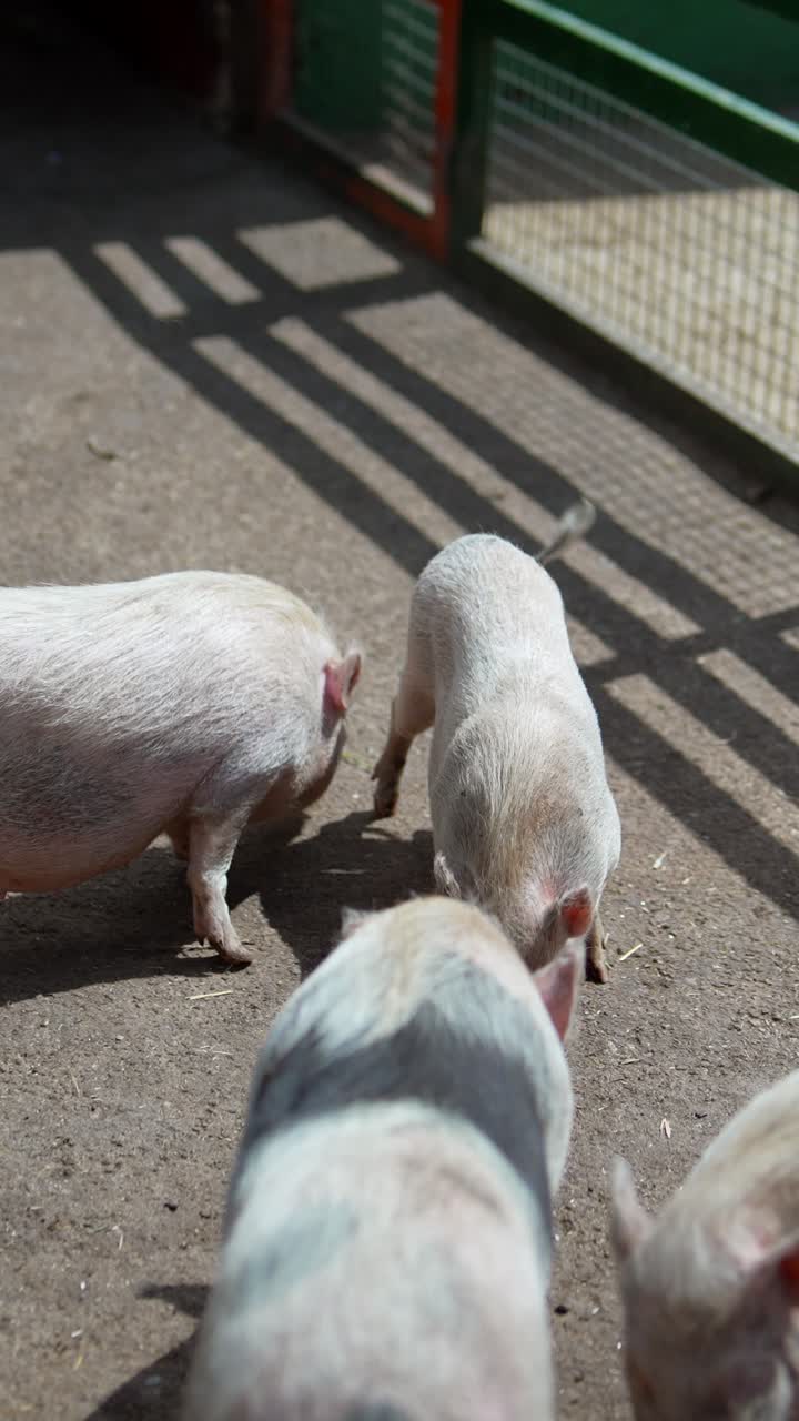 창고에 힌 돼지