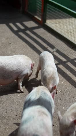 pigs in a pen