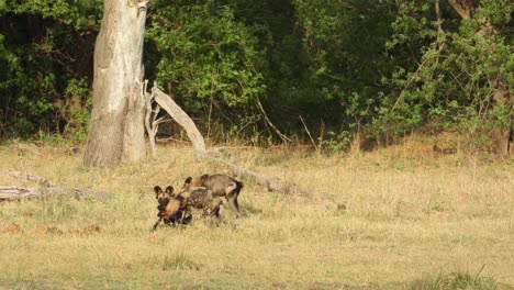 Plano-General-De-Una-Manada-De-Perros-Salvajes-Jugando-Y-Saludándose-Después-De-Matar,-Khwai-Botswana