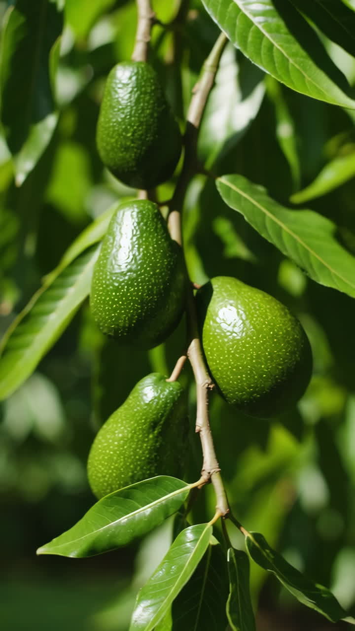 Avocados on a tree