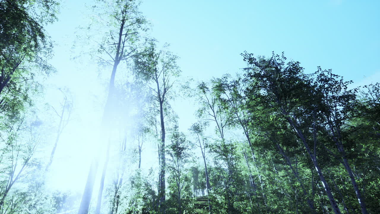 숲의 가노피 빛