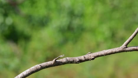 Una-Rama-Utilizada-Por-Un-Alcaudón-Marrón-Como-Percha-Mientras-Busca-Alguna-Presa-En-El-Parque-Nacional-Khao-Sam-Roi-Yot,-Phrachuap-Khiri-Khan,-Tailandia