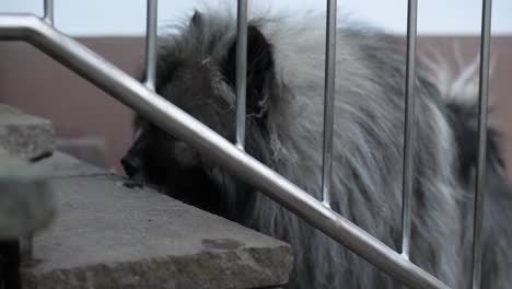 Ein-Hund-Schnuppert-An-Einer-Steintreppe,-Bis-Er-Etwas-Hört