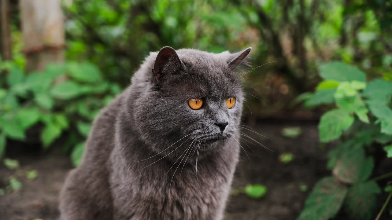 Close up of a British Shorthair cat with orange eyes moving through the garden