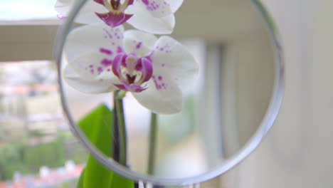 Slow-Motion-Close-Up-on-Hand-Holding-Magnifying-Glass-on-Orchids