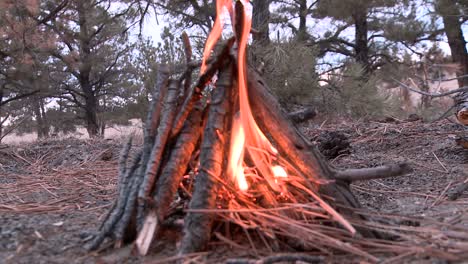 Nahaufnahme-Eines-Lagerfeuers-In-Einem-Wald