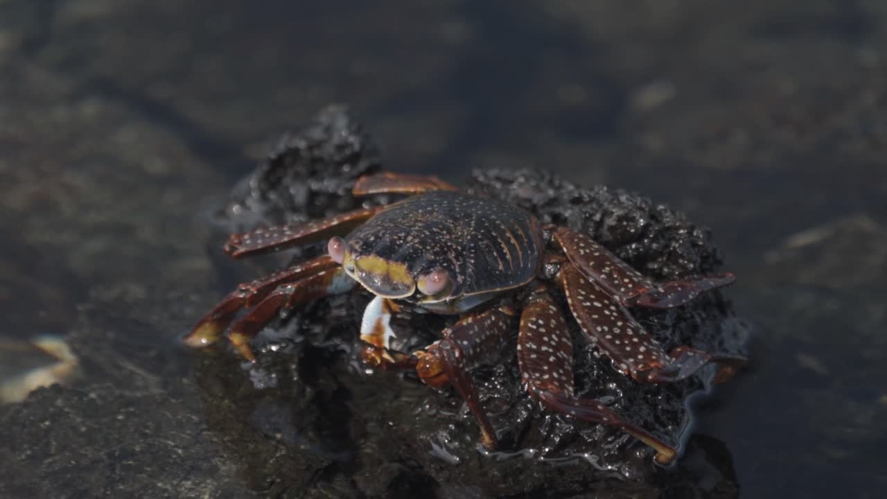 Close-up of a Crab on a Lava Rock
