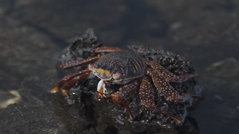 close-up of a crab on a lava rock
